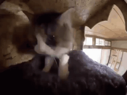 A Close Up Of A Cat 'S Face Looking Out Of A Hole In A Wall . GIF