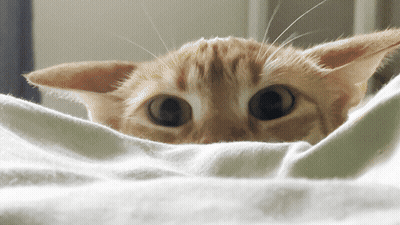 A Close Up Of A Cat 'S Face Looking Over A White Blanket GIF