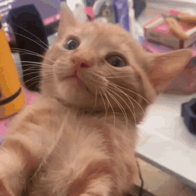 A Close Up Of A Cat 'S Face Looking Up At The Camera GIF