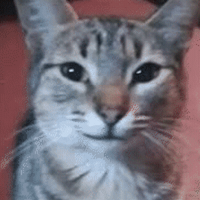 A Close Up Of A Cat 'S Face On A Red Background GIF