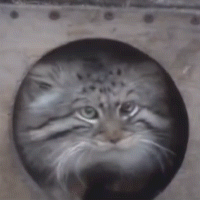 A Close Up Of A Cat 'S Face Painted On A Stone GIF