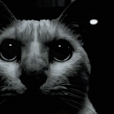 A Close Up Of A Cat 'S Face With A Black Background GIF