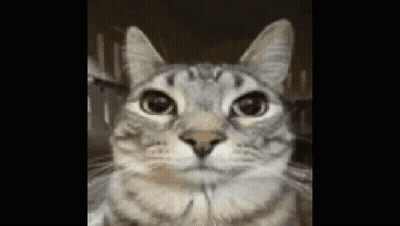 A Close Up Of A Cat 'S Face With A Black Background . GIF