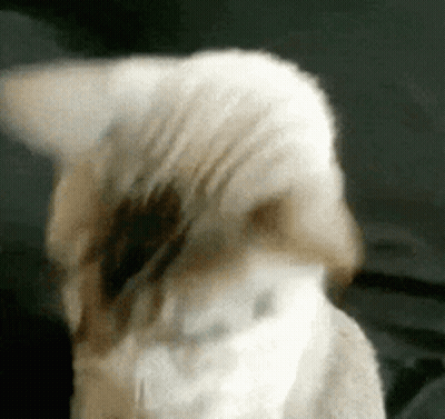 A Close Up Of A Cat 'S Face With A Black Spot On It GIF