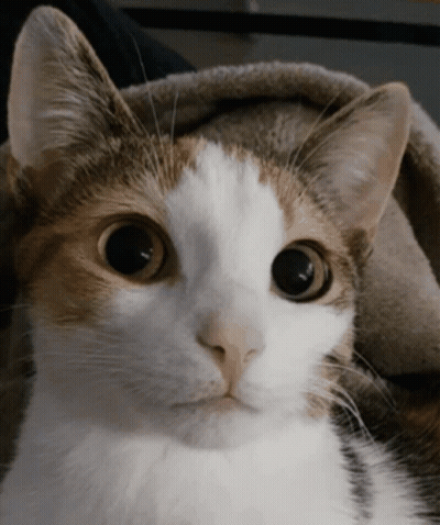 A Close Up Of A Cat 'S Face With A Blanket In The Background GIF