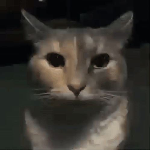 A Close Up Of A Cat 'S Face With A Blurred Background . GIF