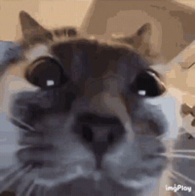 A Close Up Of A Cat 'S Face With A Blurred Background . GIF