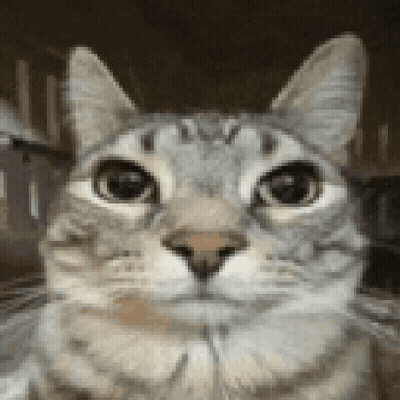 A Close Up Of A Cat 'S Face With A Blurred Background GIF