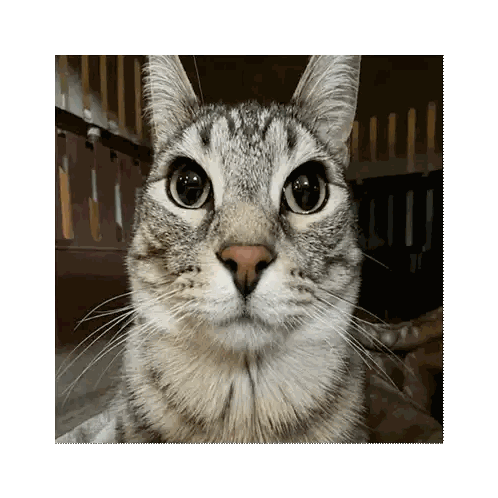 A Close Up Of A Cat 'S Face With A Blurred Background Sticker