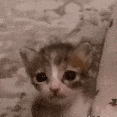 A Close Up Of A Cat 'S Face With A Blurred Background That Says ' I Am ' On It GIF