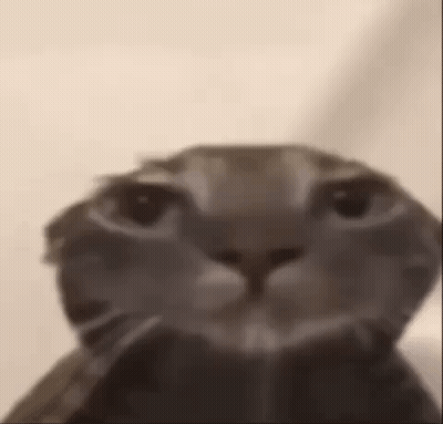A Close Up Of A Cat 'S Face With A Blurred Background . GIF