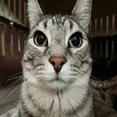 A Close Up Of A Cat 'S Face With A Blurred Background GIF