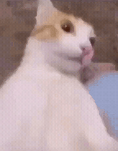 A Close Up Of A Cat 'S Face With A Blurry Background . GIF