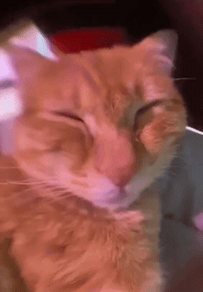 A Close Up Of A Cat 'S Face With A Blurry Background GIF