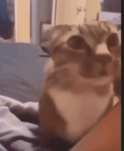 A Close Up Of A Cat 'S Face With A Blurry Background GIF