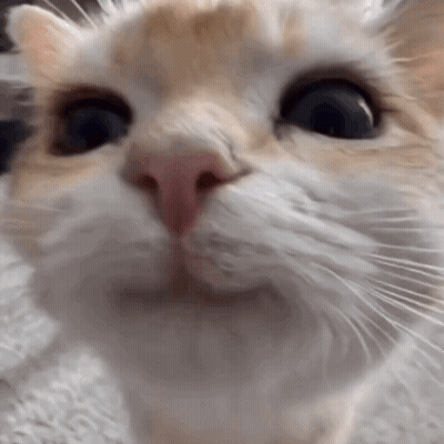 A Close Up Of A Cat 'S Face With A Blurry Background Looking At The Camera . GIF