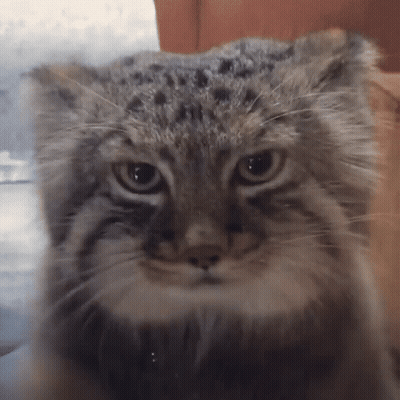A Close Up Of A Cat 'S Face With A Blurry Background GIF