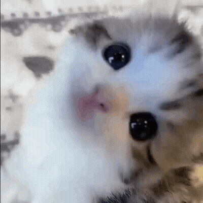 A Close Up Of A Cat 'S Face With A Blurry Background . GIF