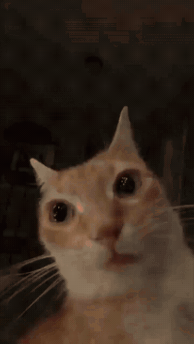 A Close Up Of A Cat 'S Face With A Blurry Background GIF