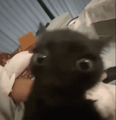 A Close Up Of A Cat 'S Face With A Blurry Background GIF