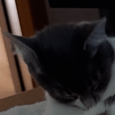A Close Up Of A Cat 'S Face With A Blurry Background GIF