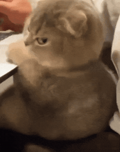 A Close Up Of A Cat 'S Face With A Blurry Background GIF