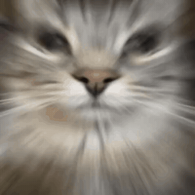 A Close Up Of A Cat 'S Face With A Blurry Background . GIF