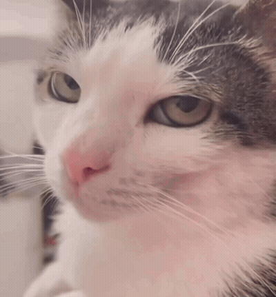 A Close Up Of A Cat 'S Face With A Brown Eye GIF