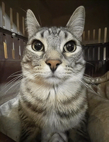 A Close Up Of A Cat 'S Face With A Cage In The Background GIF