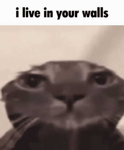 A Close Up Of A Cat 'S Face With A Caption That Says `` I Live In Your Walls '' . GIF