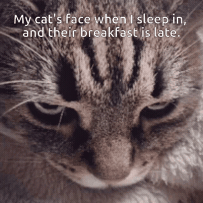 A Close Up Of A Cat 'S Face With A Caption That Says My Cat 'S Face When I Sleep In GIF