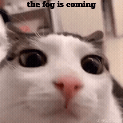 A Close Up Of A Cat 'S Face With A Caption That Says The Fog Is Coming GIF