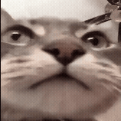 A Close Up Of A Cat 'S Face With A Collar On Looking At The Camera . GIF