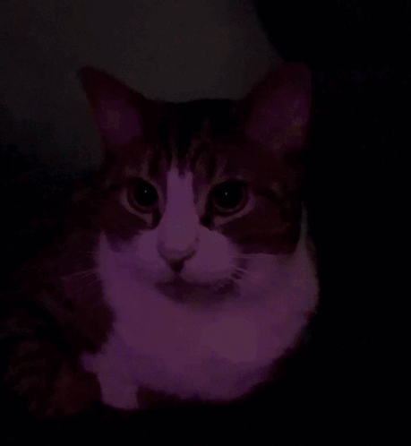 A Close Up Of A Cat 'S Face With A Dark Background GIF