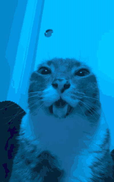 A Close Up Of A Cat 'S Face With A Fish In The Background GIF