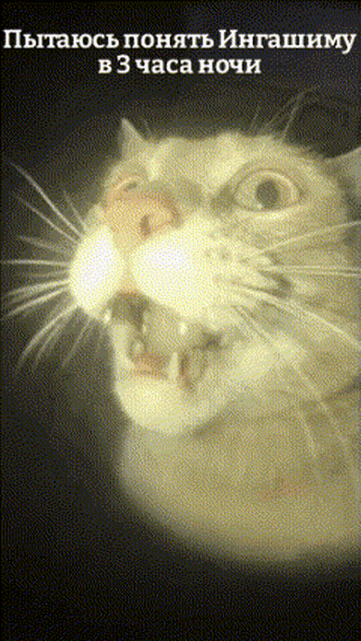A Close Up Of A Cat 'S Face With A Foreign Language Caption GIF