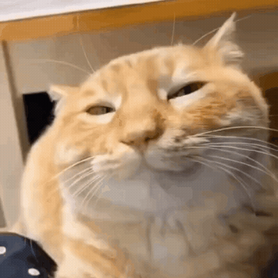 A Close Up Of A Cat 'S Face With A Funny Face . GIF