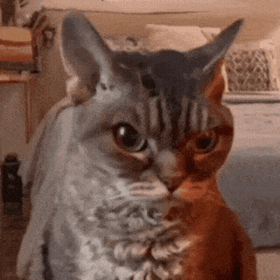 A Close Up Of A Cat 'S Face With A Gray And Orange Cat In The Background GIF