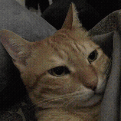 A Close Up Of A Cat 'S Face With A Gray Background GIF