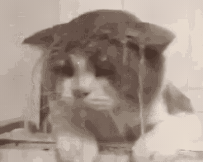 A Close Up Of A Cat 'S Face With A Hat On . GIF