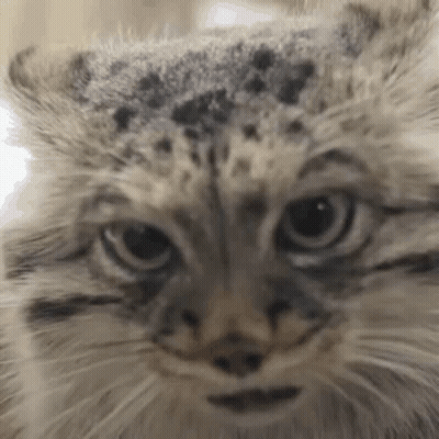 A Close Up Of A Cat 'S Face With A Leopard Print On Its Fur . GIF