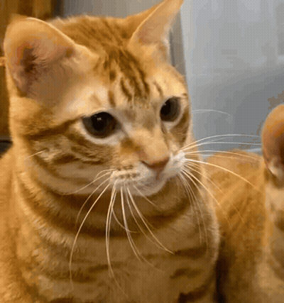 A Close Up Of A Cat 'S Face With A Long Whisker GIF
