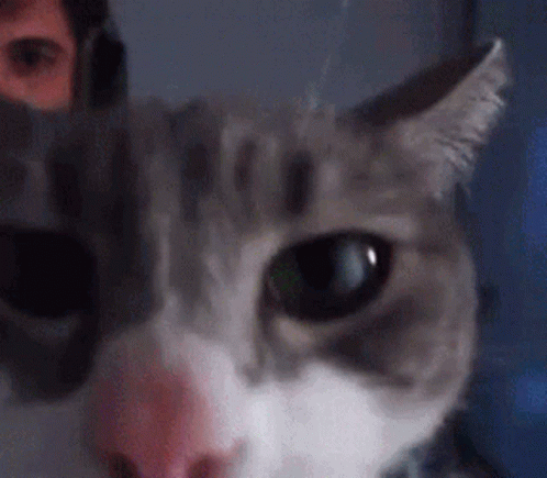 A Close Up Of A Cat 'S Face With A Man 'S Face Behind It . GIF