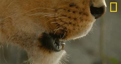 A Close Up Of A Cat 'S Face With A National Geographic Logo On The Bottom GIF