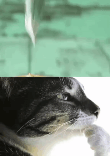 A Close Up Of A Cat 'S Face With A Pencil In The Background GIF