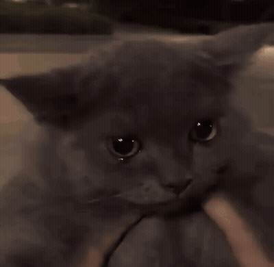 A Close Up Of A Cat 'S Face With A Person Holding It GIF