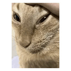 A Close Up Of A Cat 'S Face With A Person Petting It 'S Head Sticker