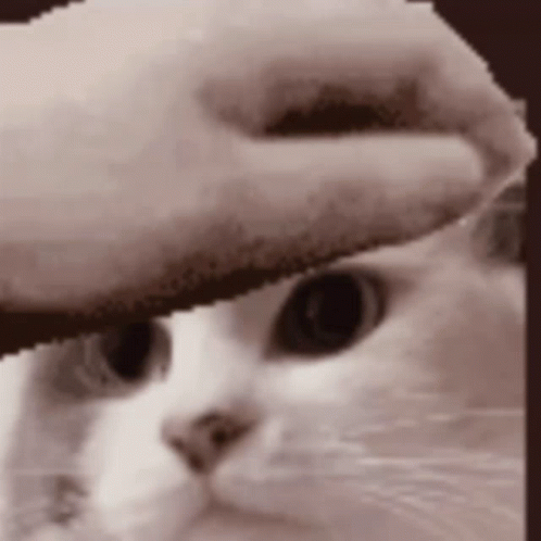 A Close Up Of A Cat 'S Face With A Person 'S Finger On It . GIF