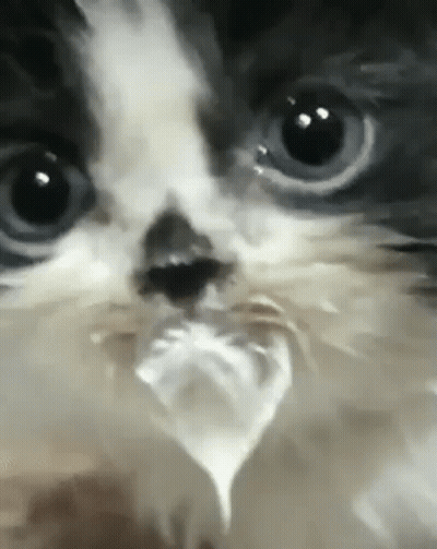 A Close Up Of A Cat 'S Face With A Piece Of Plastic In Its Mouth . GIF