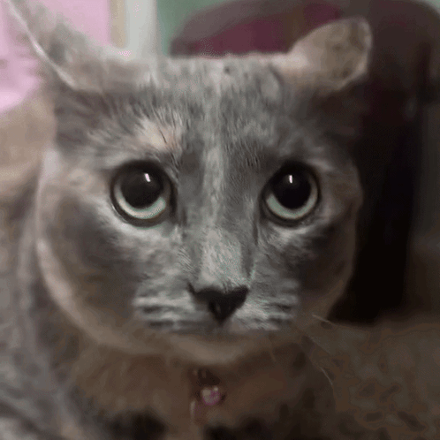A Close Up Of A Cat 'S Face With A Pink Collar On GIF